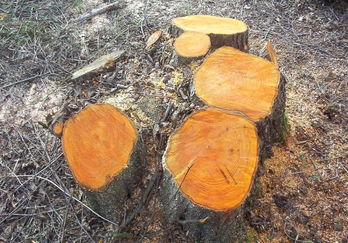 What is the origin of the phrase coming out of the woodwork?